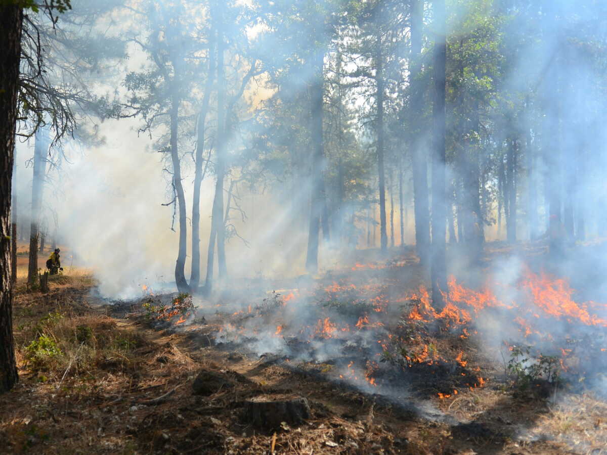 Face aux mégafeux, ces chercheurs appellent à créer des "paysages mosaïques" en Méditerranée