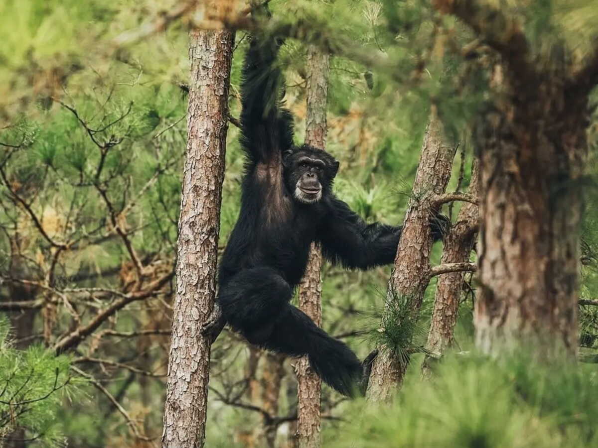 500 000 dollars pour affronter un chimpanzé: ce combattant de MMA dit avoir accepté