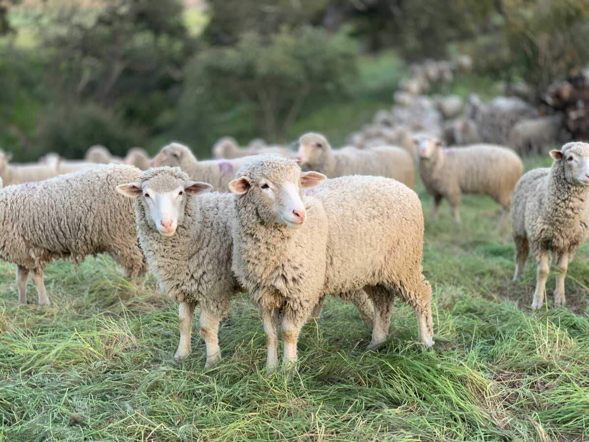 Des virus vieux de 3700 ans découverts dans des manuscrits médiévaux retracent l’histoire de la variole du mouton