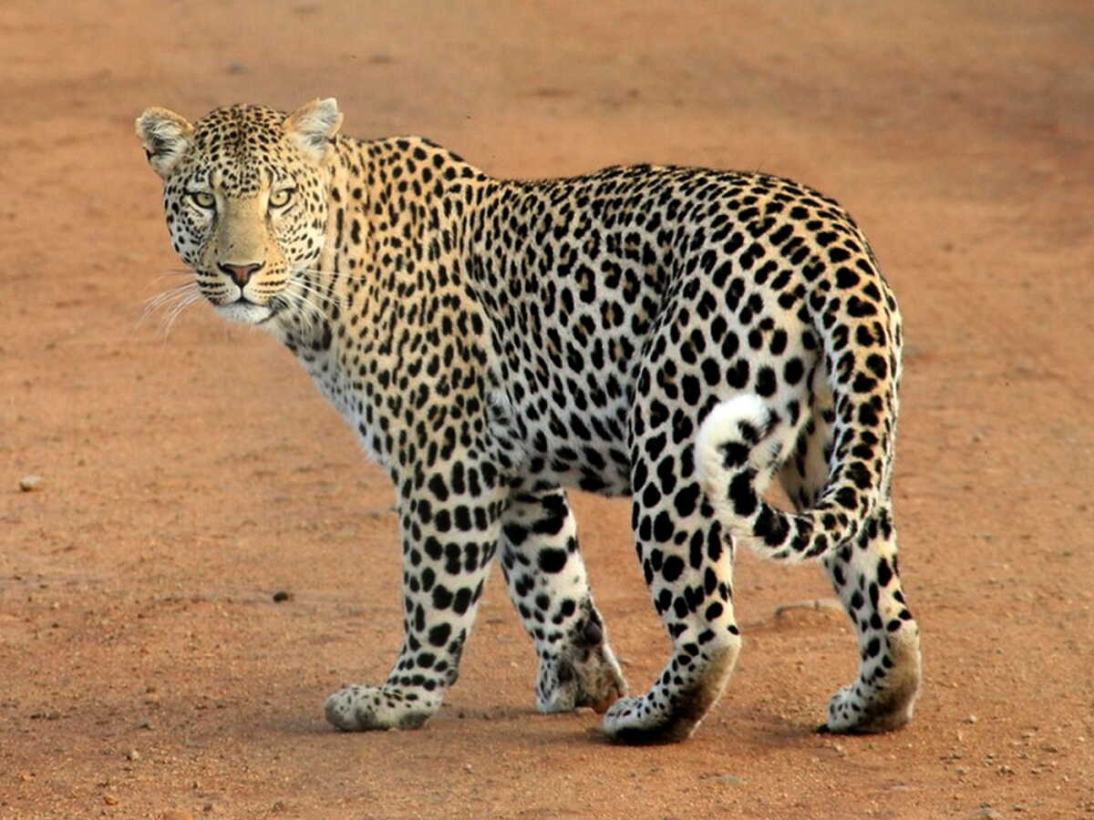 Des léopards aux coraux, plongée dans les coulisses du trafic d’animaux en Thaïlande