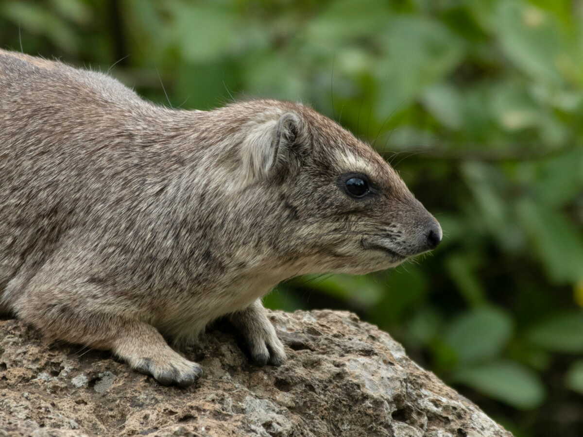 Au Liban, les bombardements détruisent aussi les habitats de la faune sauvage comme ceux du daman