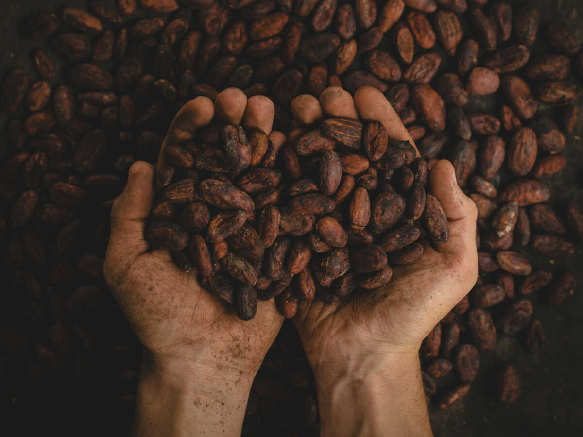 Comment l'excès de pluie menace le cacao