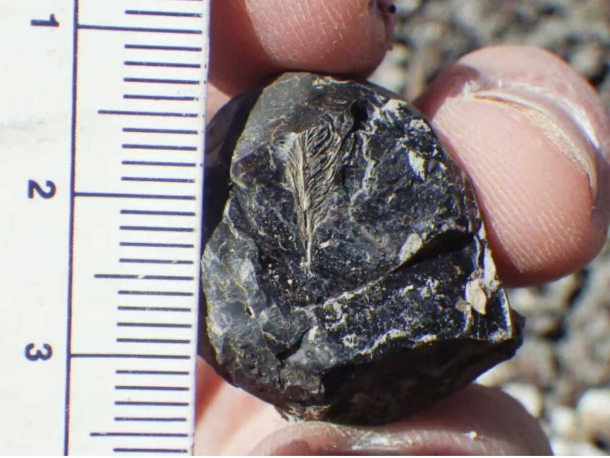 Une plume retrouvée dans les excréments fossilisés d’un dinosaure pourrait expliquer pourquoi les oiseaux ont disparu après l’impact de l’astéroïde
