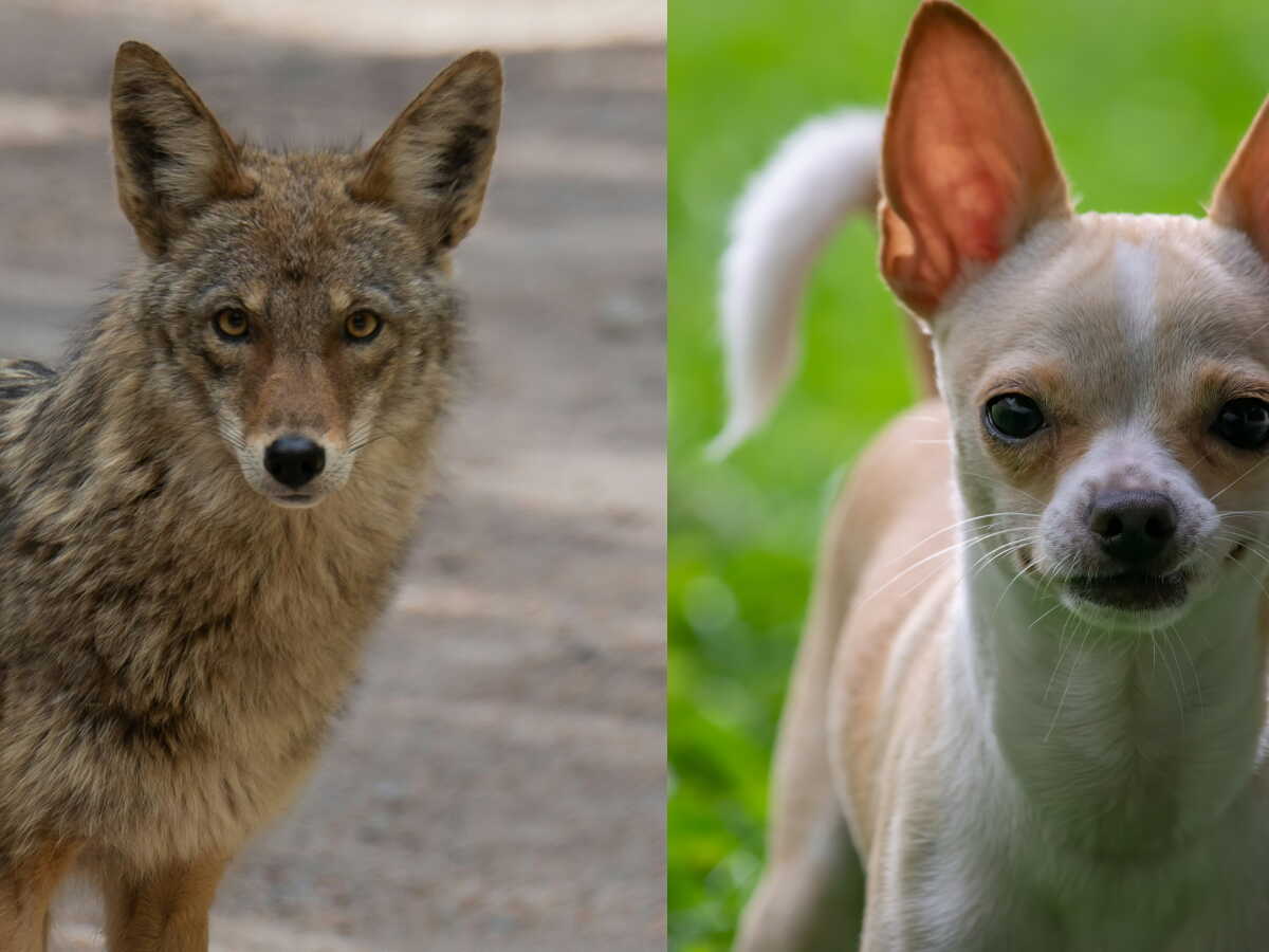 Le chihuahua est génétiquement affilié à un prédateur sauvage