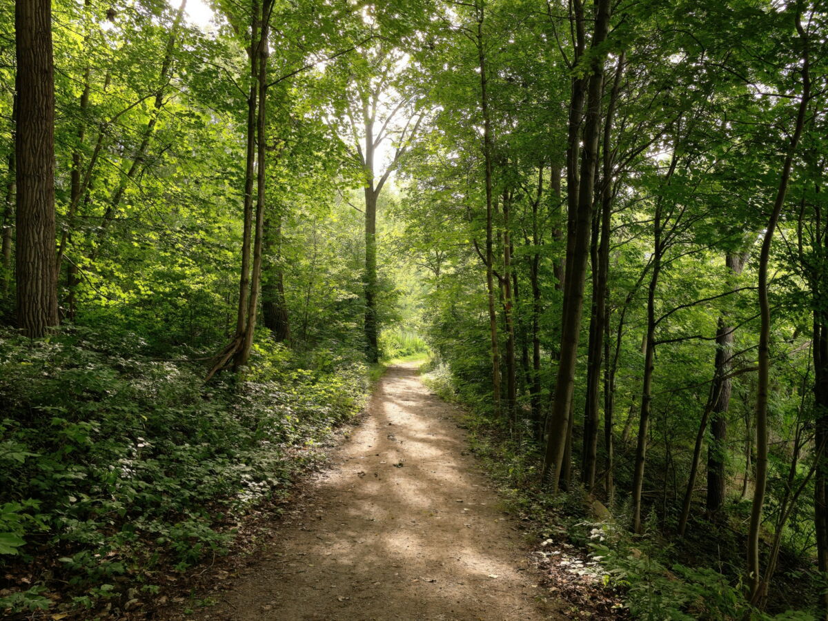 Forêts : une mortalité qui a plus que doublé depuis 20 ans en France (IGN)