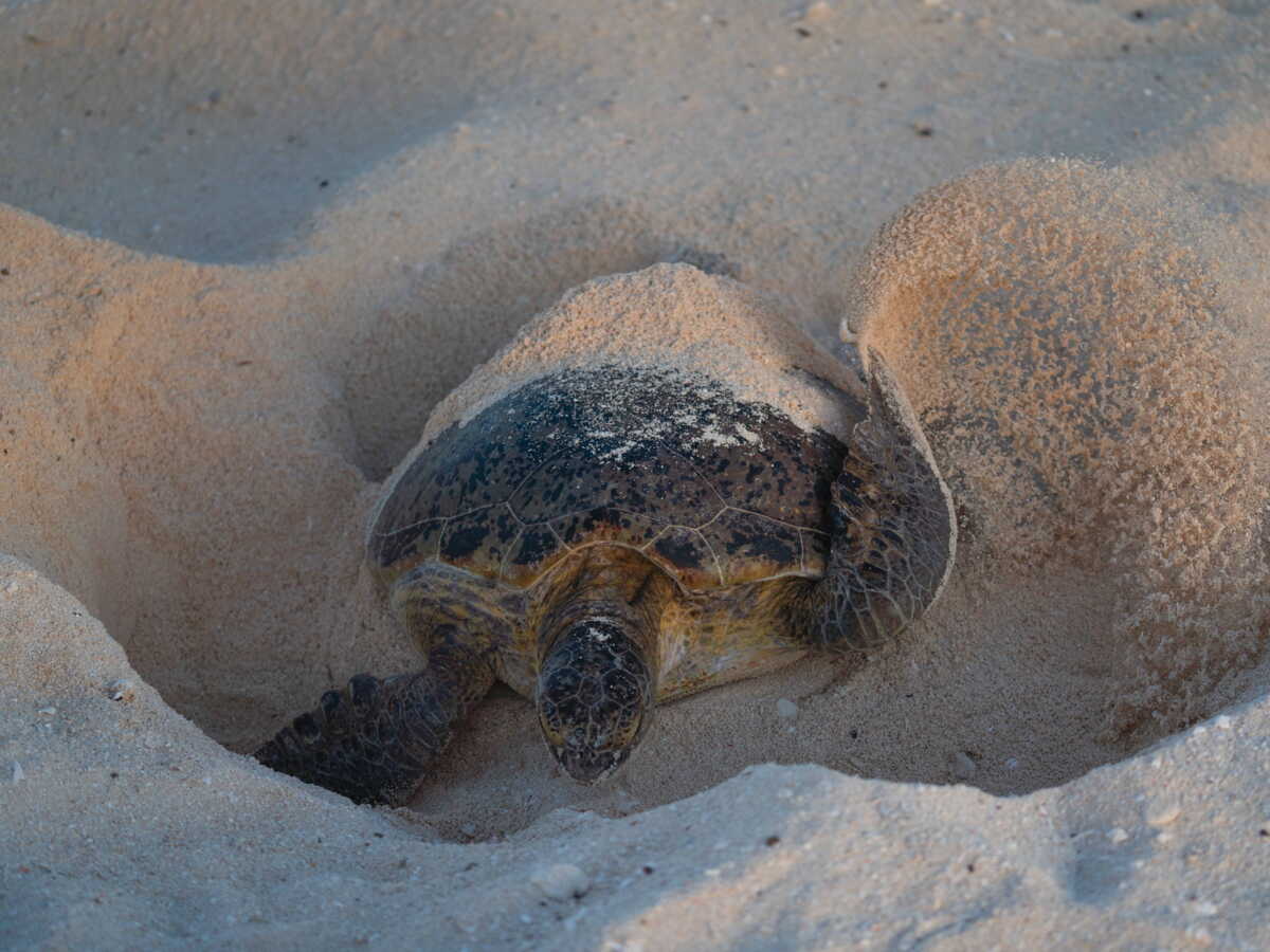 La tortue verte n'est plus considérée comme menacée après des décennies d'efforts pour la sauver