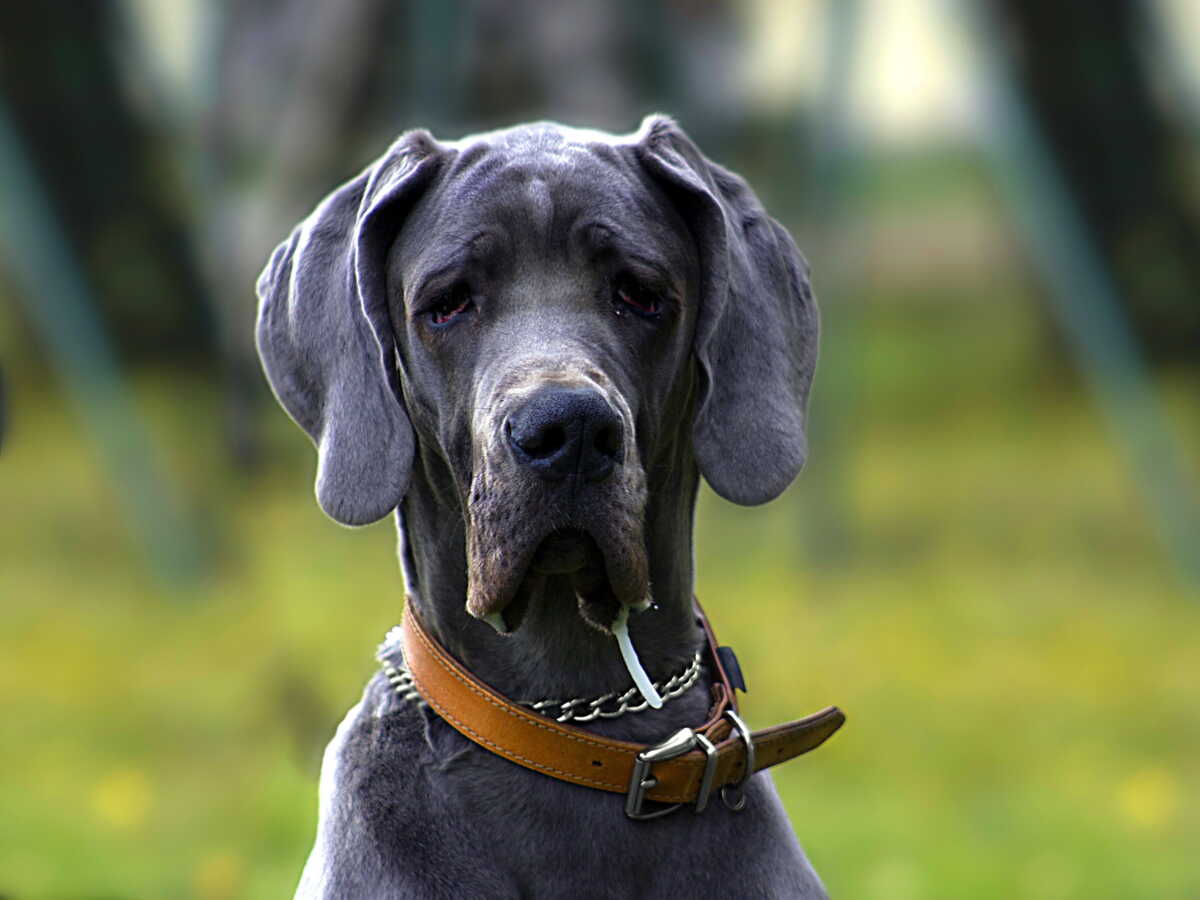Pourquoi la taille des chiens influence-t-elle leur longévité? La science répond
