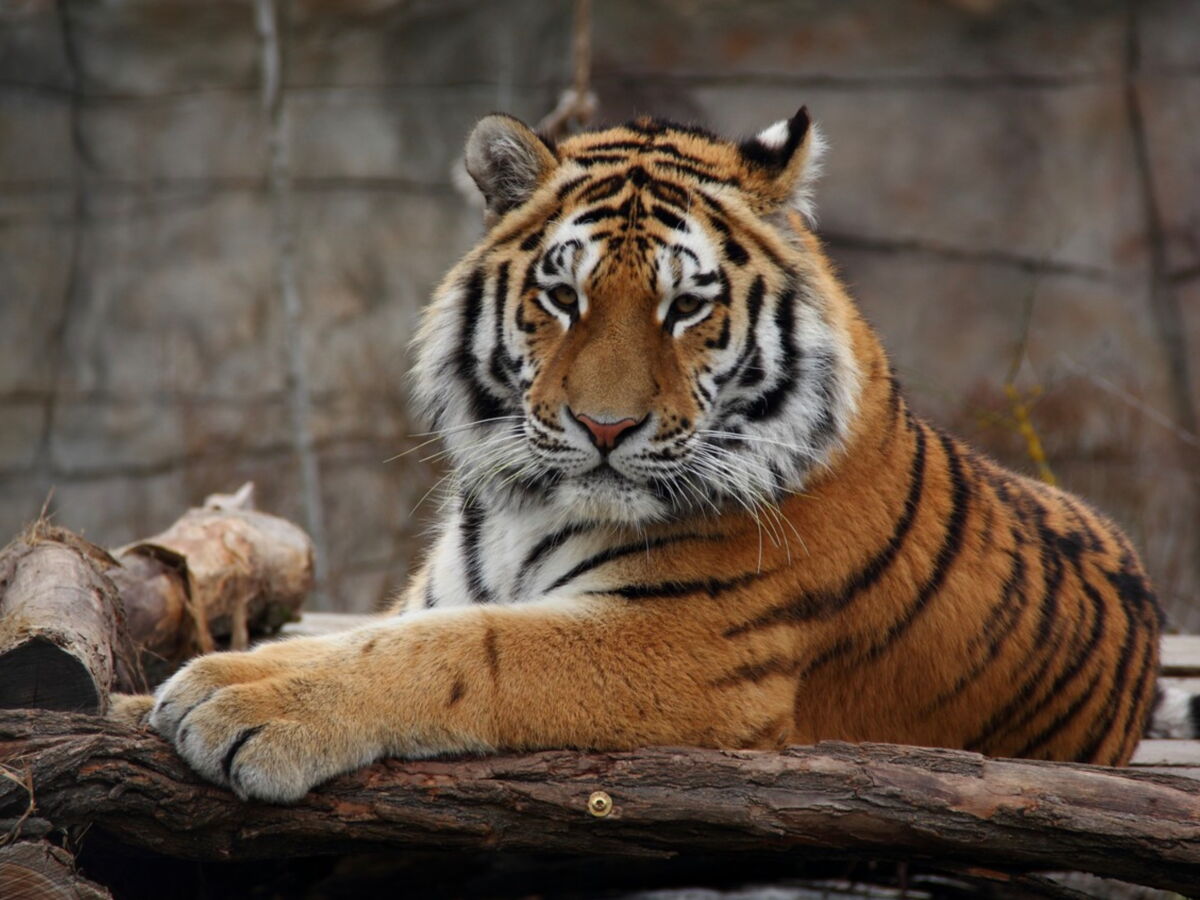 Un homme entre dans l'enclos des tigres d'un zoo anglais et se fait tuer
