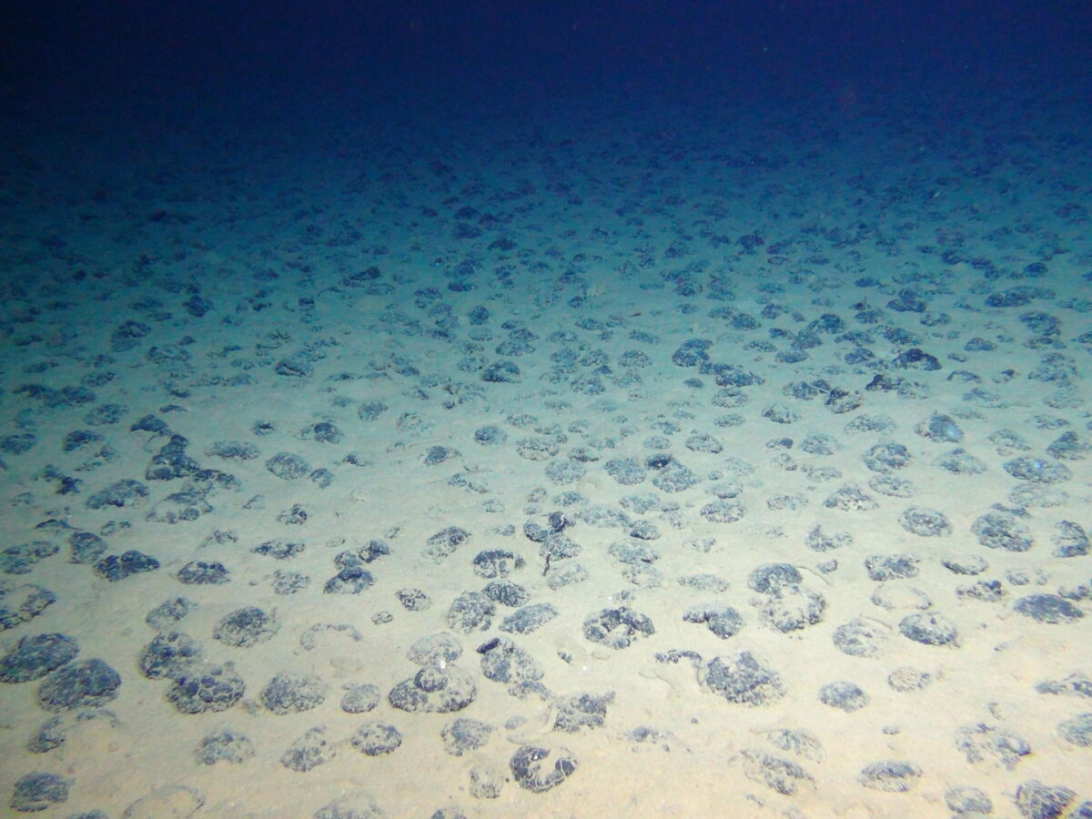 Des milliers de virus jamais identifiés découverts dans une zone sous-marine convoitée pour ses métaux