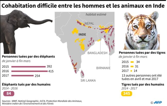 Les derniers tigres de linde