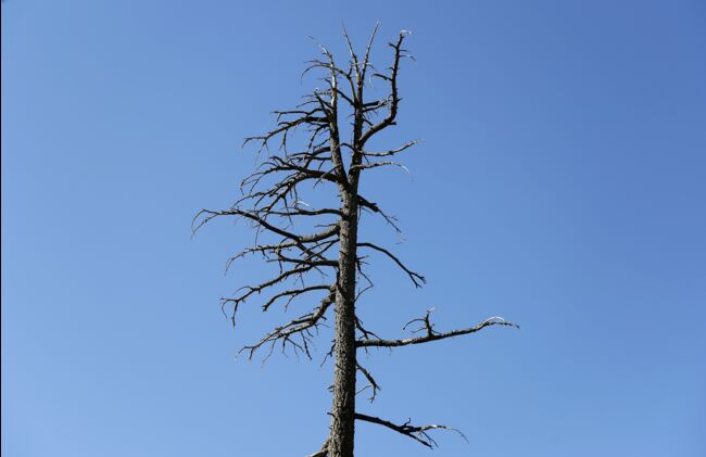 Le feu parmi les arbres
