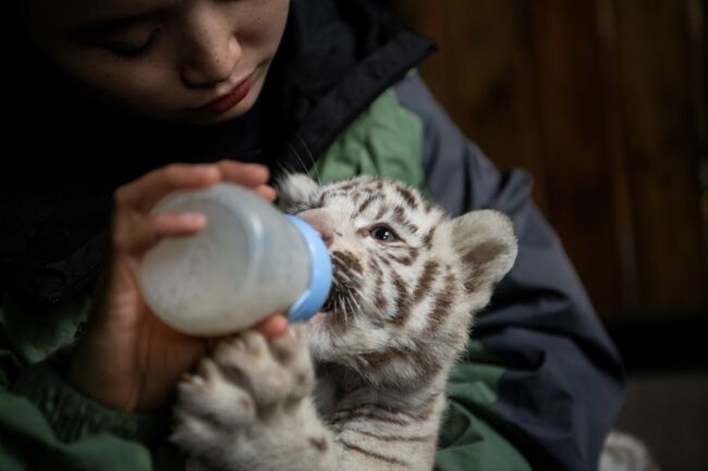 La Chine Sentiche De Ses Tigres Blancs Triplés Geofr