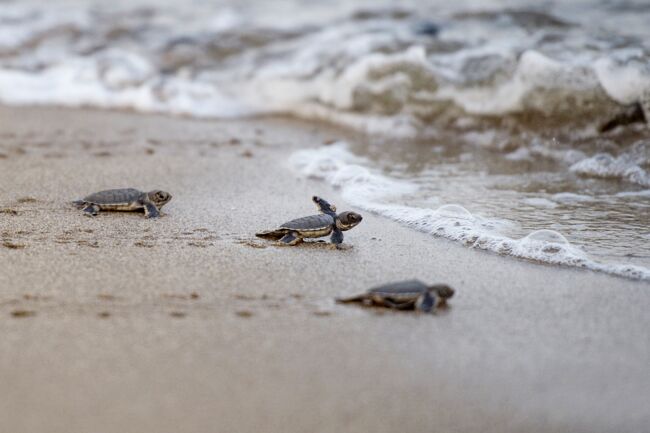 Combat Pour Sauver Les Tortues De Mer En Birmanie Geo Fr