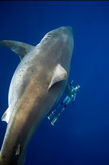 requin blanc tente de mordre un chercheur