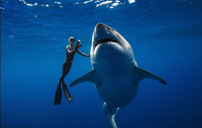 Un plongeur rencontre un immense requin blanc en Afrique du Sud