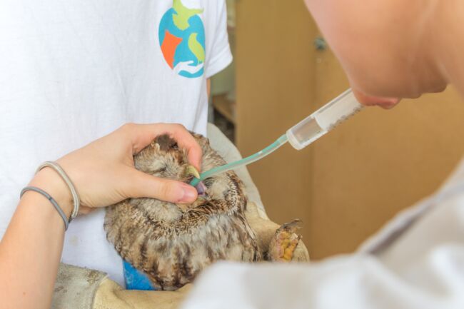 Aux Petits Soins De La Faune Sauvage à Lécole Vétérinaire De