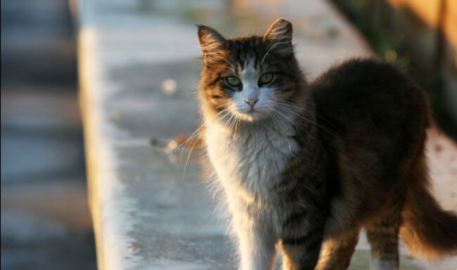 Comment Istanbul Bichonne Ses Chiens Et Chats Errants Geo Fr