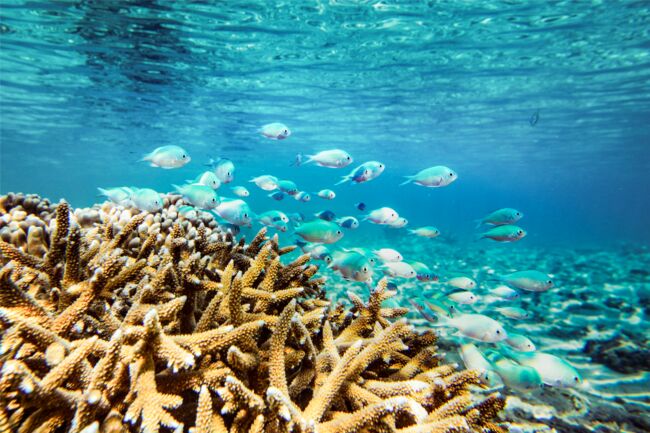 île De La Réunion Saint Gilles Farniente Snorkeling Et