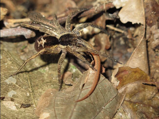 Des chercheurs surprennent une mygale s'attaquer à un ...