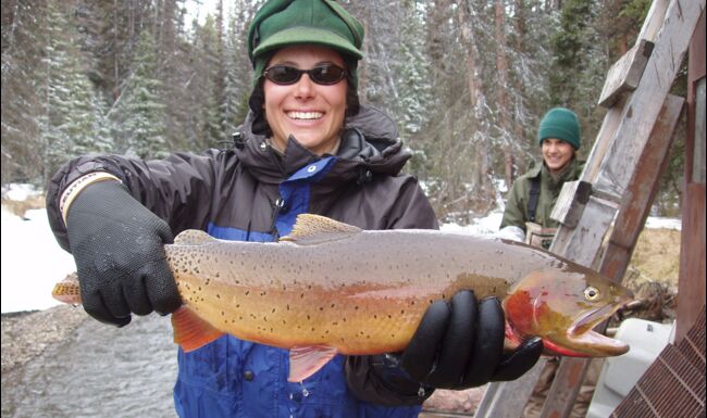 Comment Une Invasion De Truites A Bouleverse Les Ecosystemes De Yellowstone Geo Fr