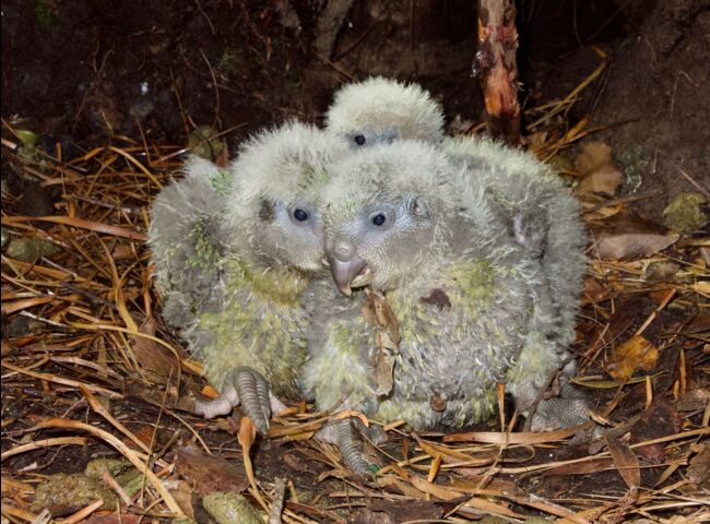 Le Kakapo Plus Gros Perroquet Du Monde Profite Du