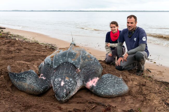 En Guyane La Tortue Luth Se Fait De Plus En Plus Rare Geo Fr