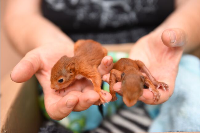 Dans L Herault Un Hopital Prend Soin Des Animaux Victimes Des Fortes Chaleurs Geo Fr