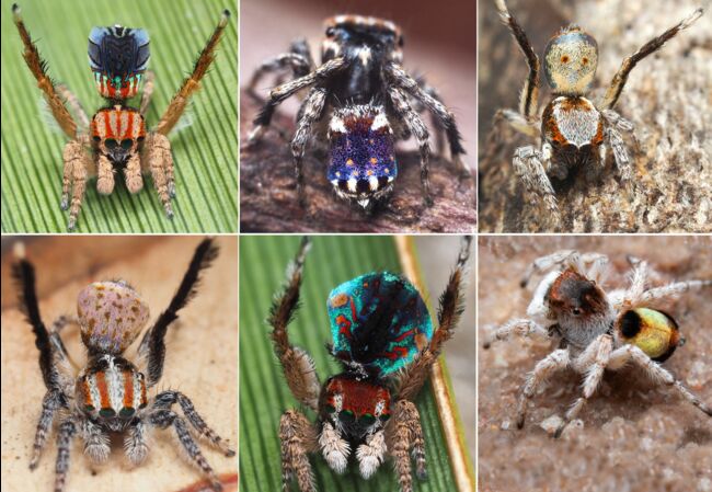 Sept Nouvelles Especes D Araignees Paons Identifiees En Australie Geo Fr