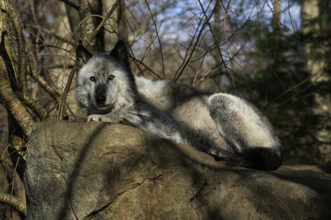 Aux États-Unis, les loups risquent du0027être aux abois à cause de 