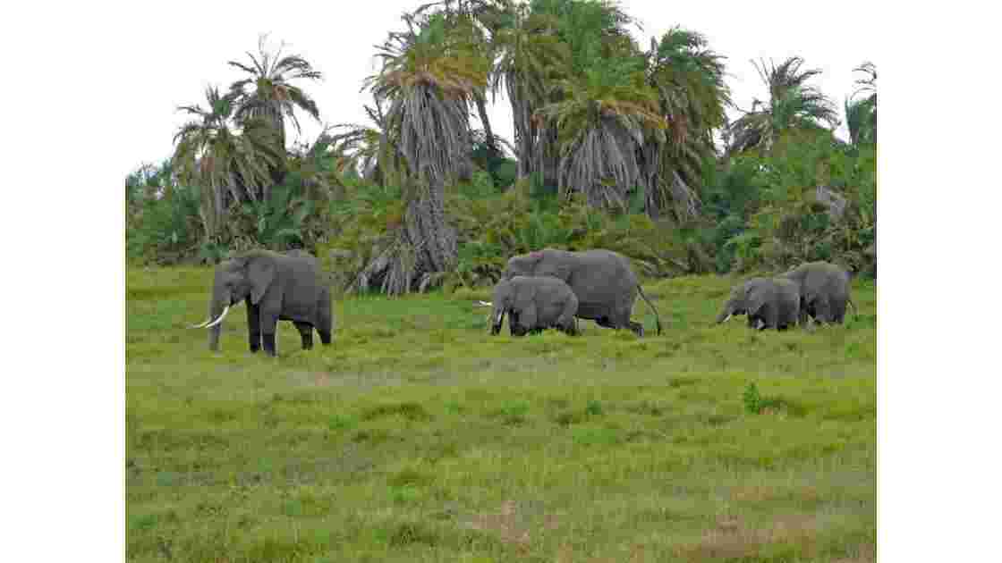 Kenya Parc d'Amboseli Troupeau d'éléphants dans les marais 