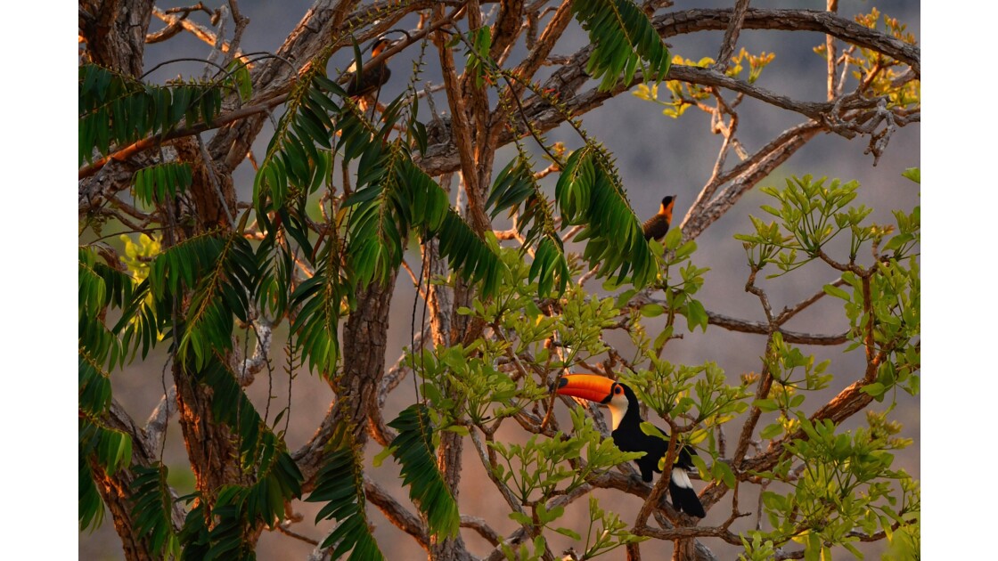 Animaux du Pantanal, Brésil