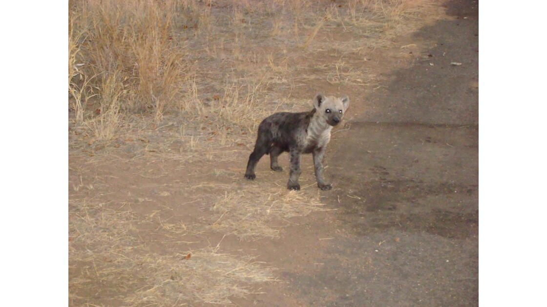 Bébé hyène
