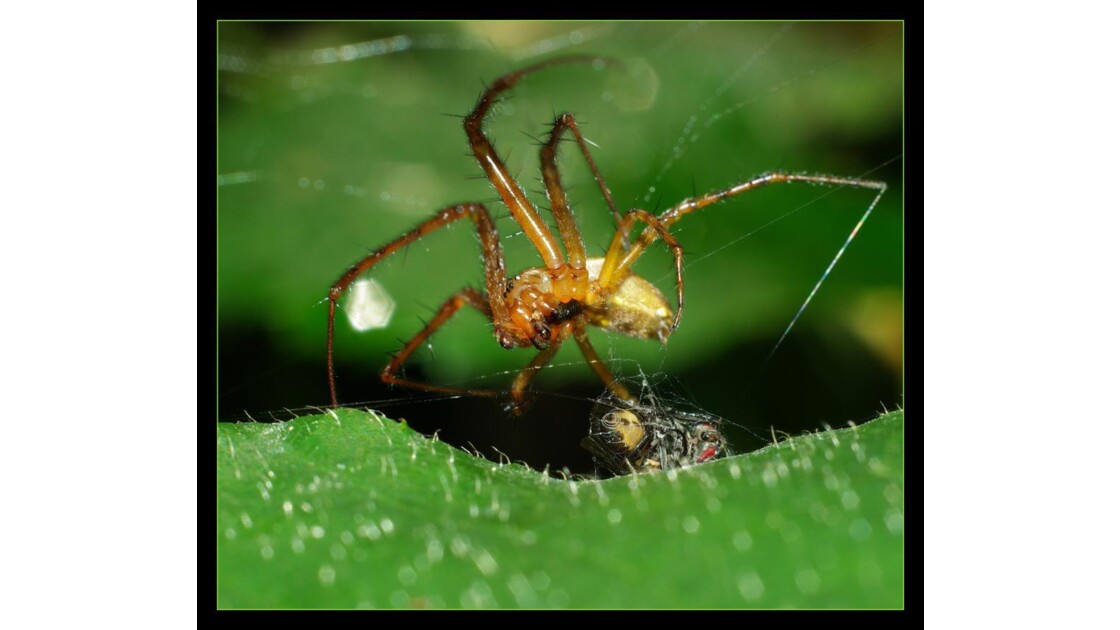 Une araignée déguste sa proie