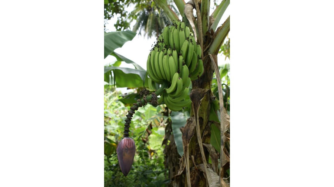 Régime de banane