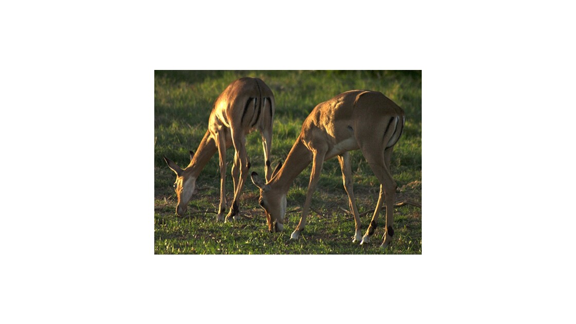 Impalas, Kenya