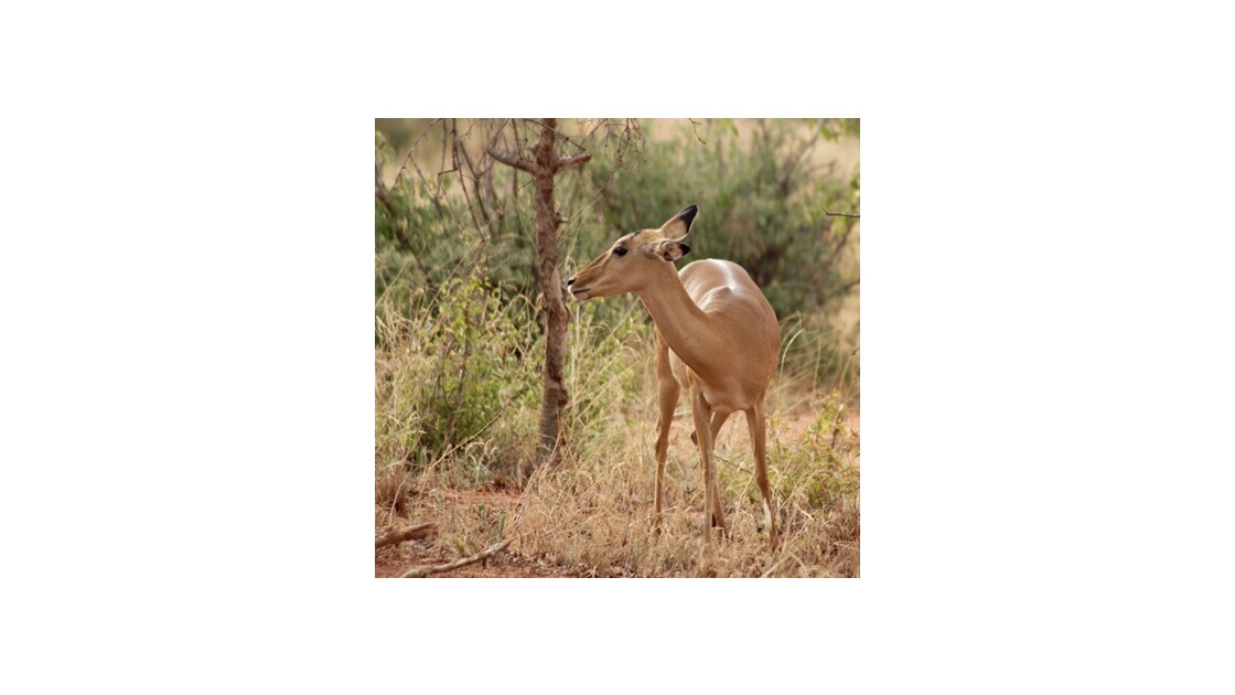Impala, Kenya