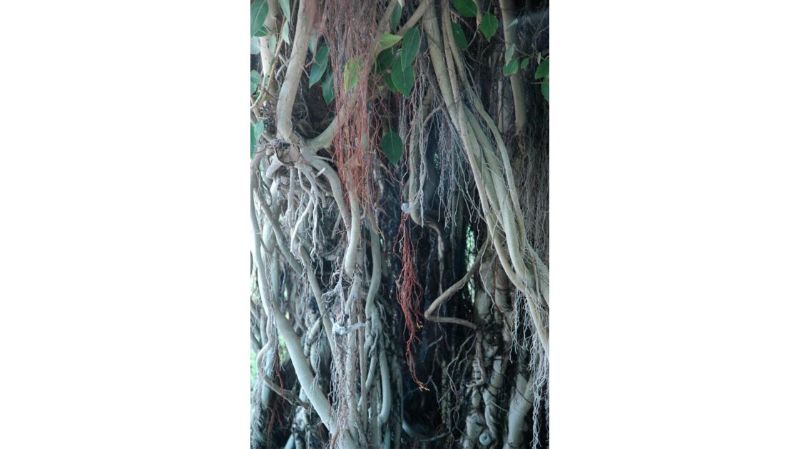 racines