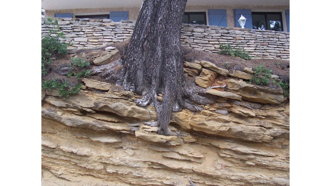 arbre sur les falaises de cassis