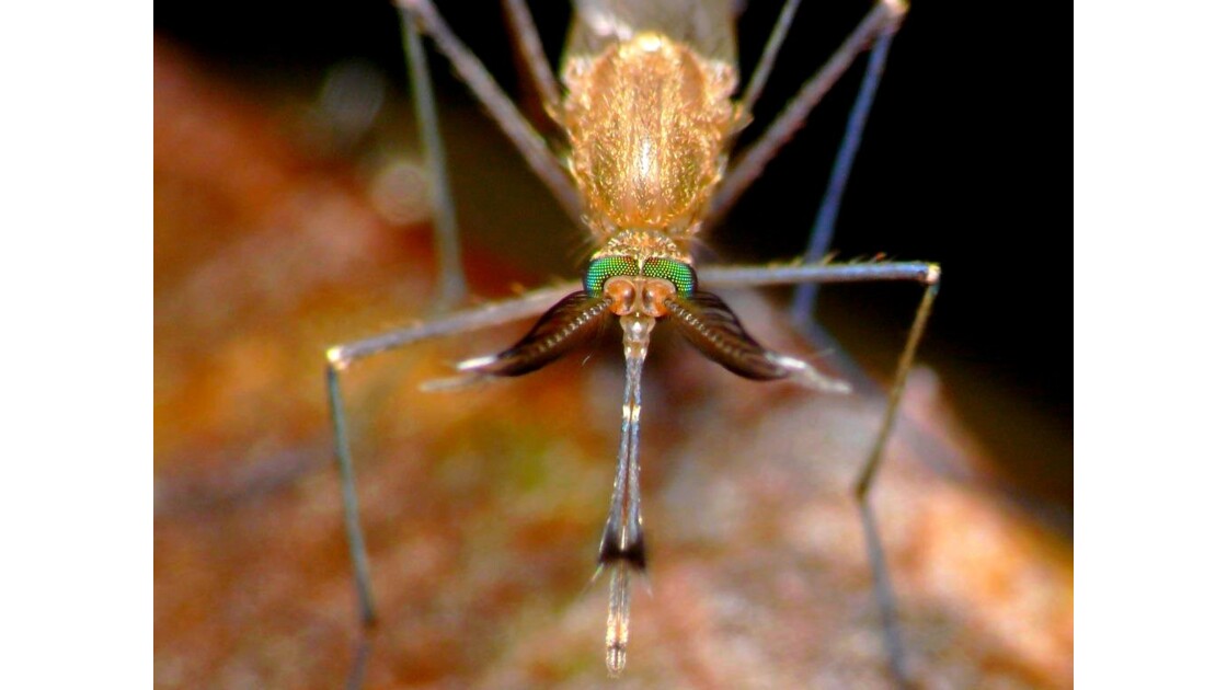 portrait de moustique