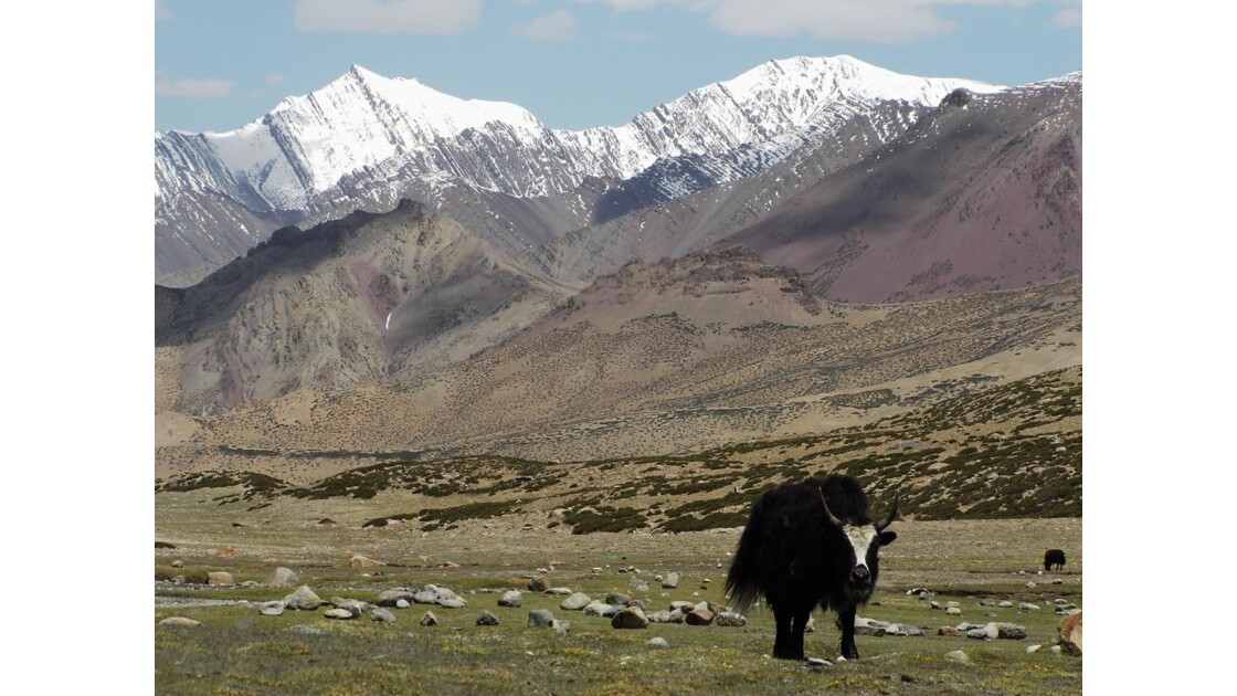 yak-Ladakh.JPG