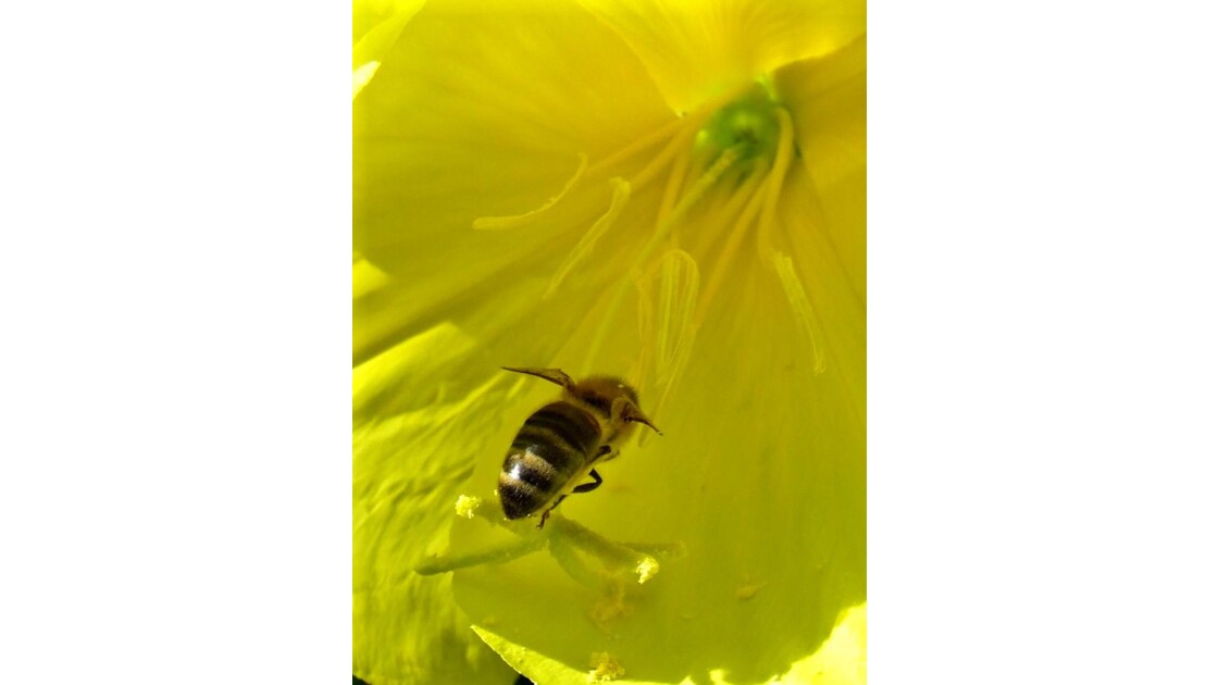 abeille et fleur de bourrache