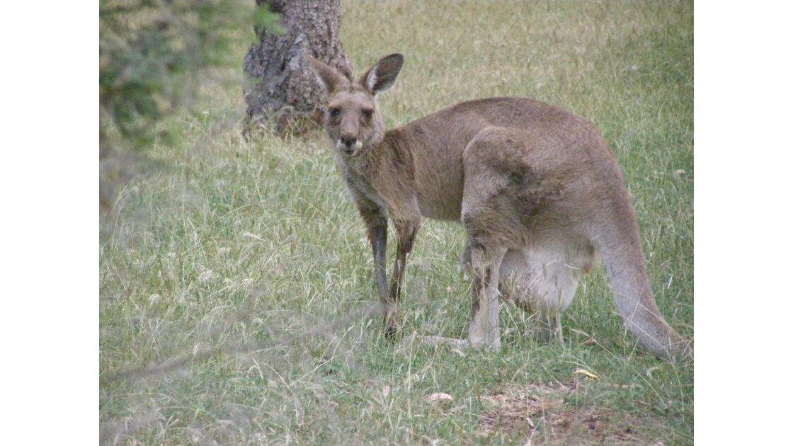 Kangaroo à Undara