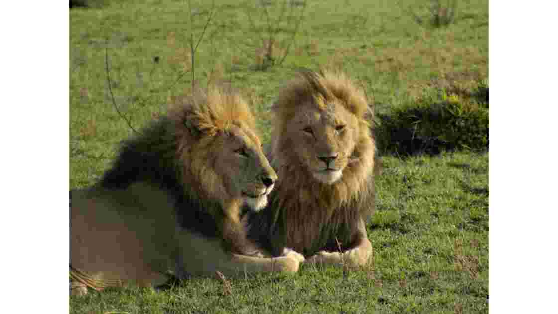Lions Freres Masai Mara