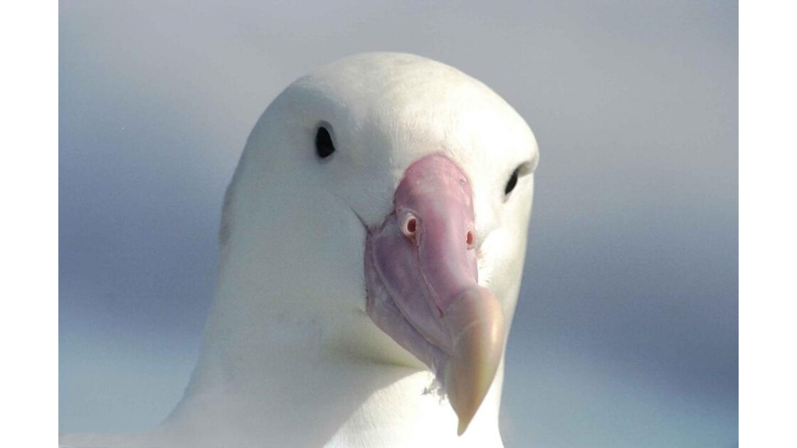 Albatros géant 1