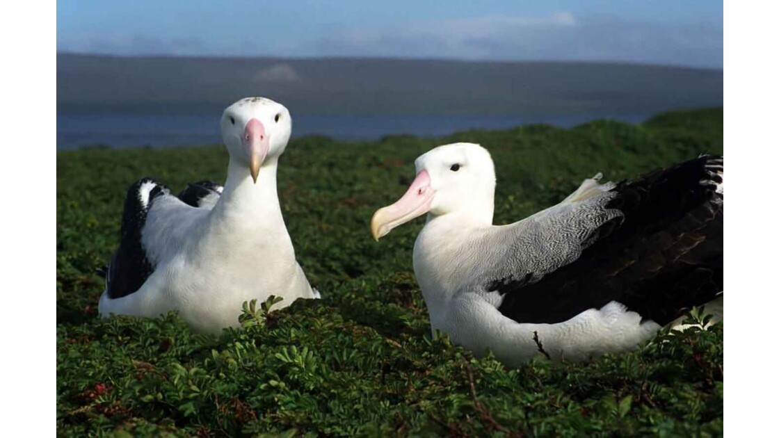 Albatros couple