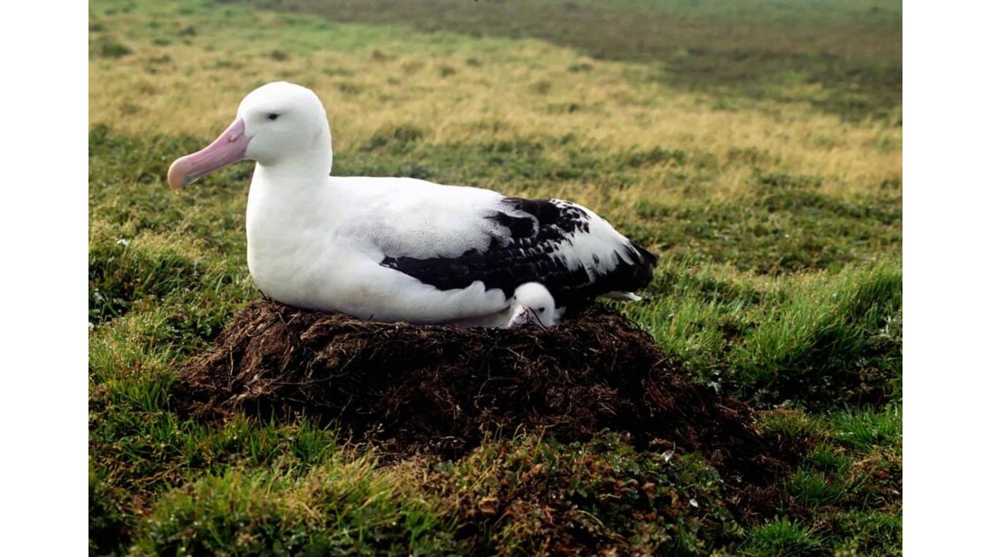 Albatros géant nid