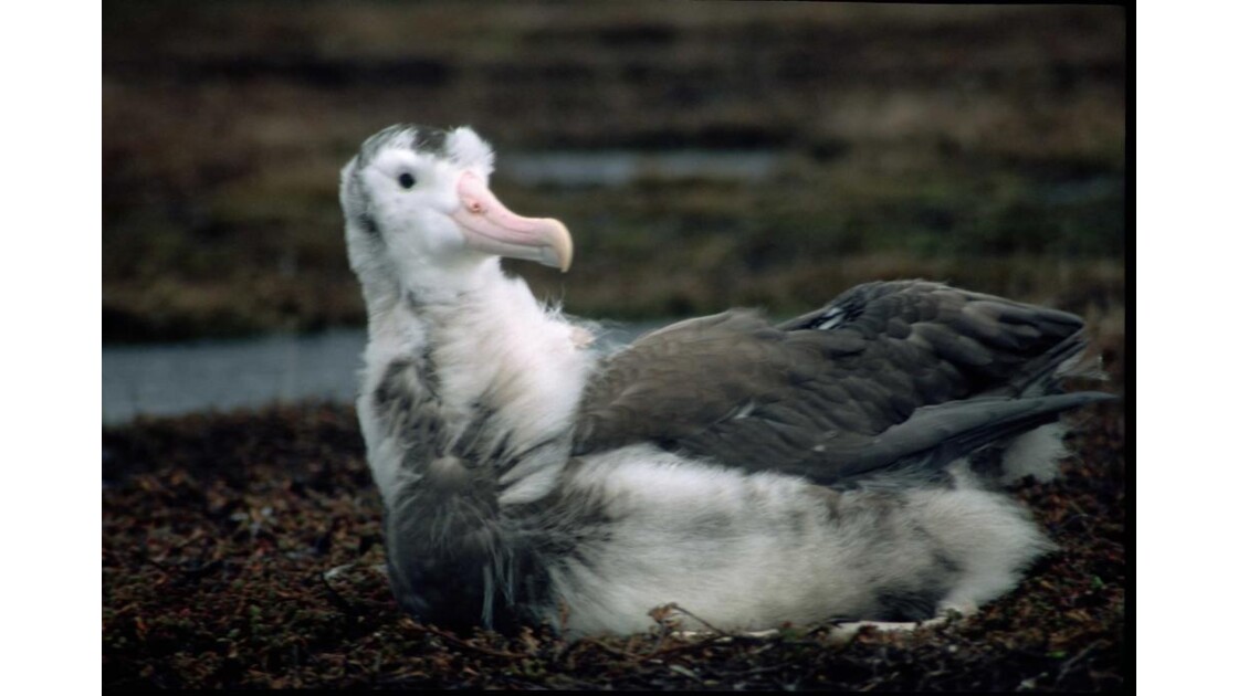 Albatros géant poussin