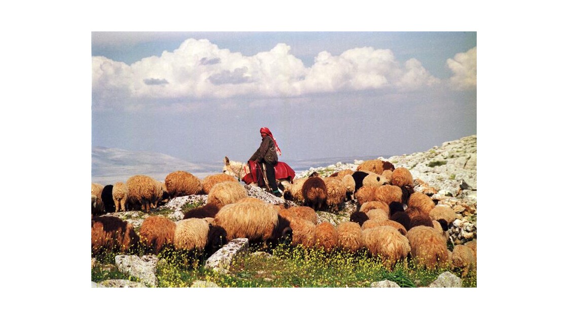 Syrian shepherd