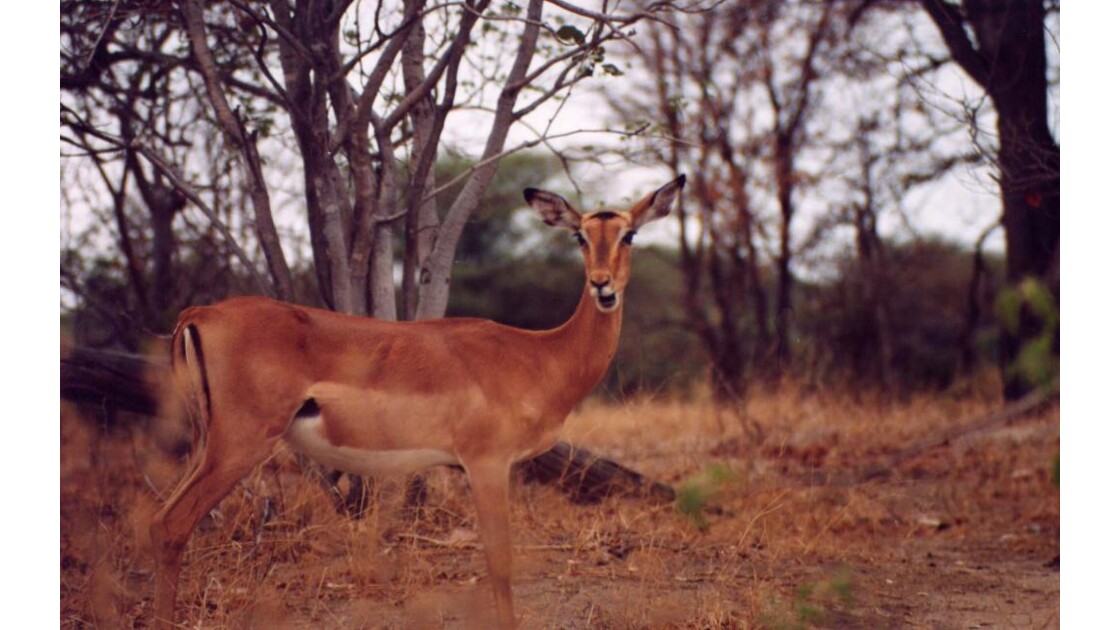 Antilope02.jpg
