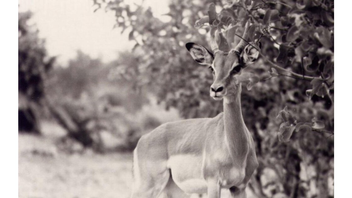 Antilope06.jpg